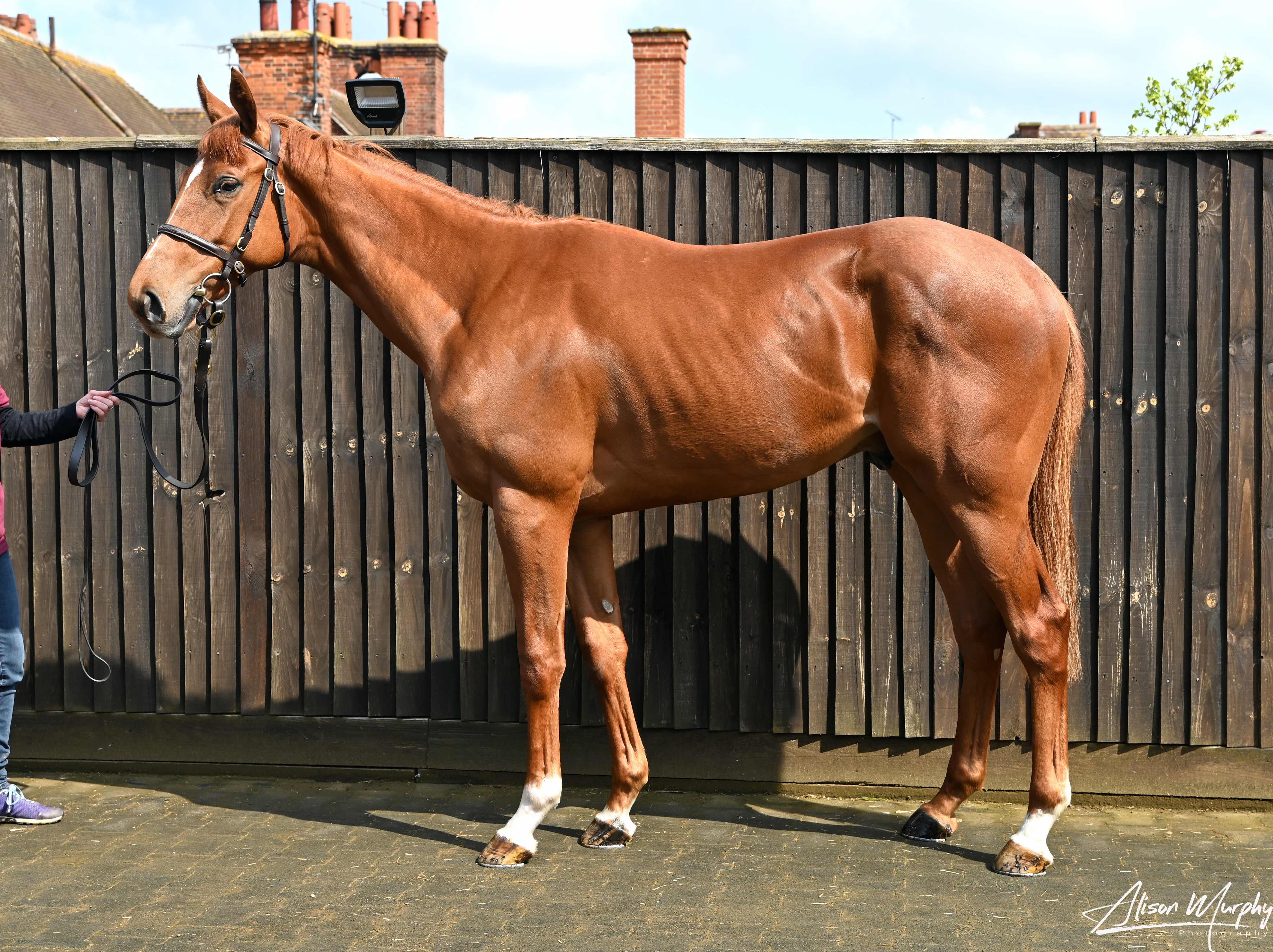 Other Sales for this Lot